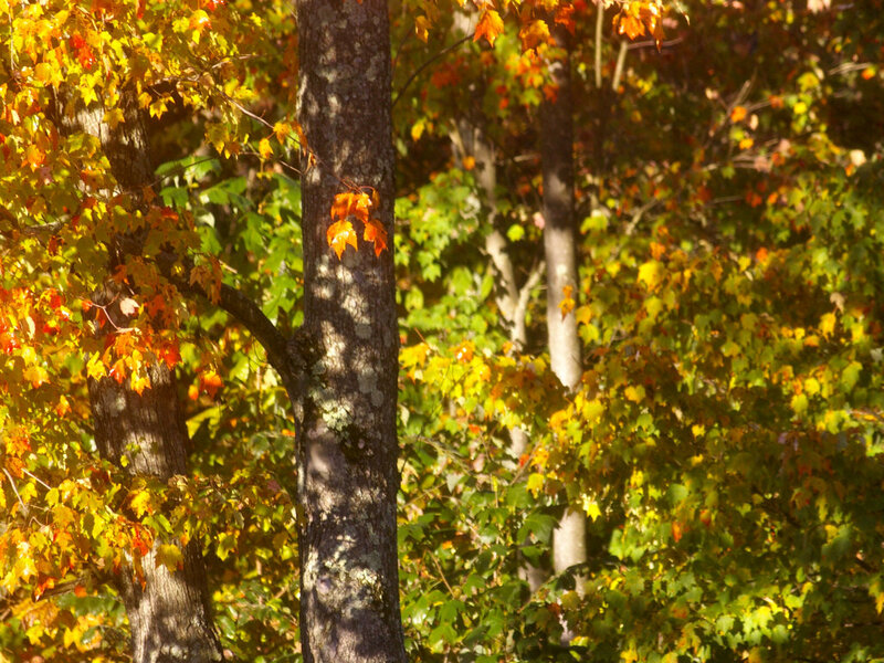 Autumn Trees in Forest — Yellow, Serene, Photograph