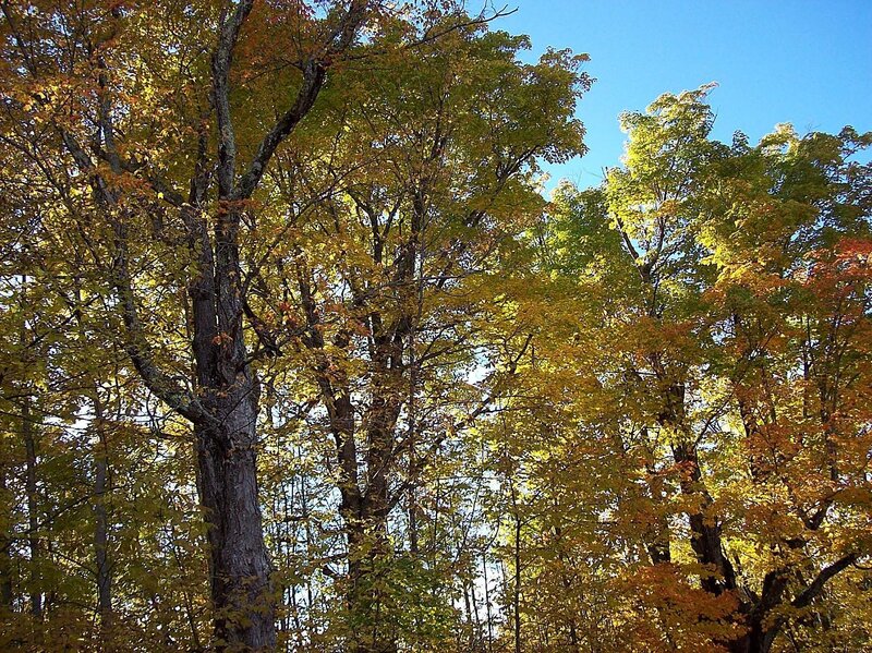 Autumn Trees in Forest — Yellow, Serene