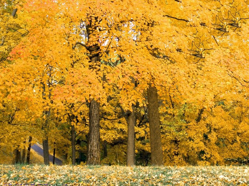 Autumn Trees in Forest — Yellow