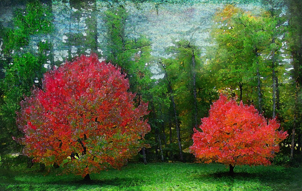 Autumn trees in forest