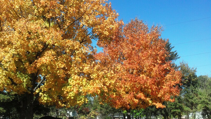 Autumn Trees in Full Color