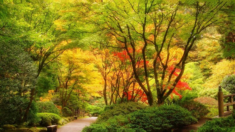 Autumn Trees in Garden — Green, Serene