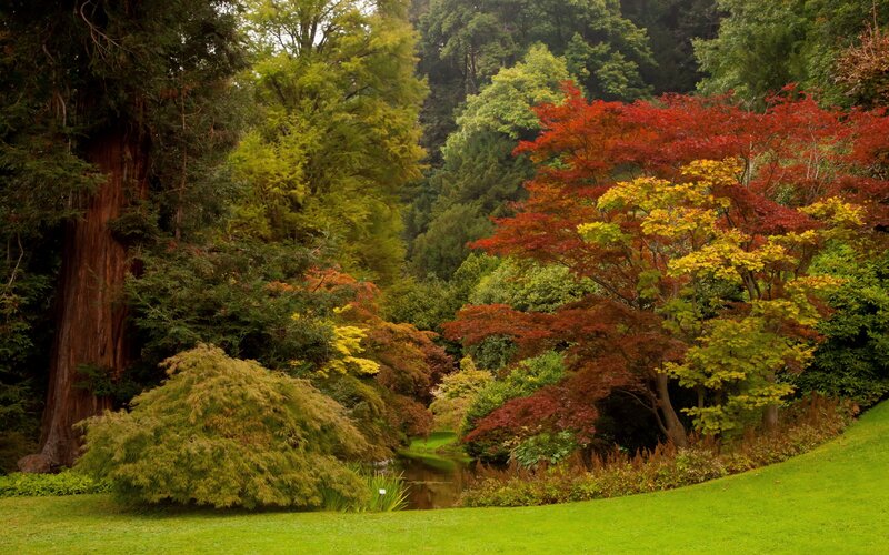 Autumn Trees in Garden — Green