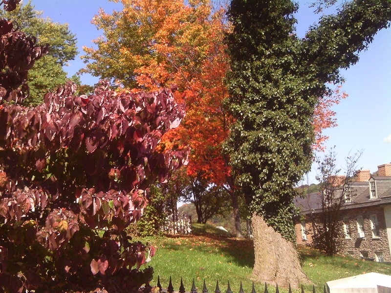 Autumn Trees in Garden — Orange, Serene