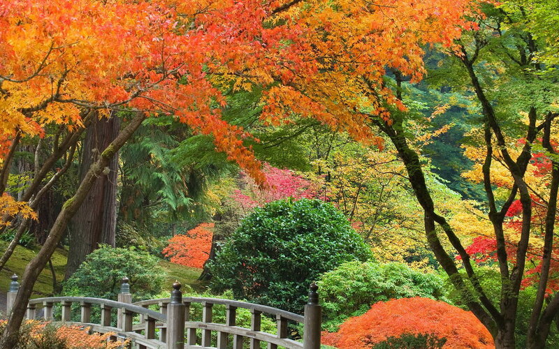 Autumn Trees in Garden — Orange