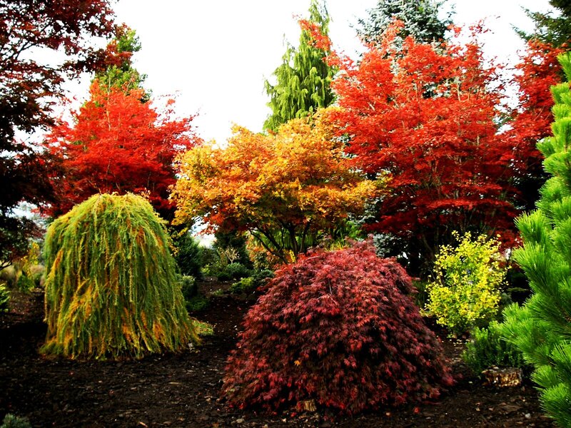 Autumn Trees in Garden — Red, Serene, Photograph, Bushes, Soil