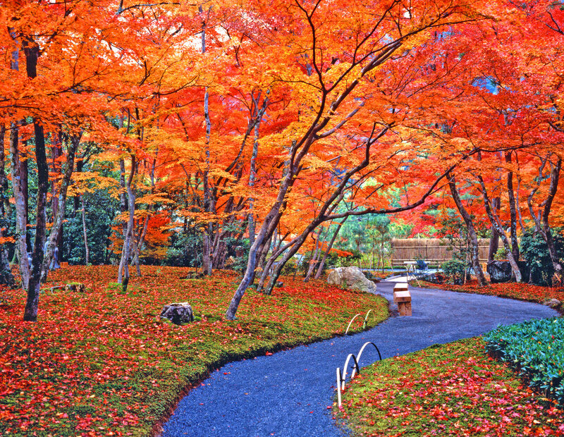 Autumn Trees in Garden — Red, Serene, Photograph, Path
