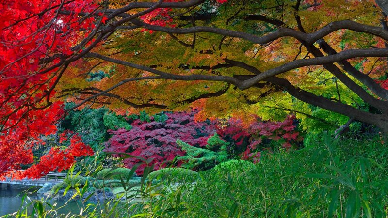 Autumn Trees in Garden — Red, Serene, Photograph, Pond, Bridge
