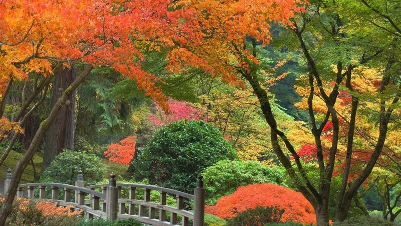 Autumn Trees in Garden — Red, Serene, Photograph