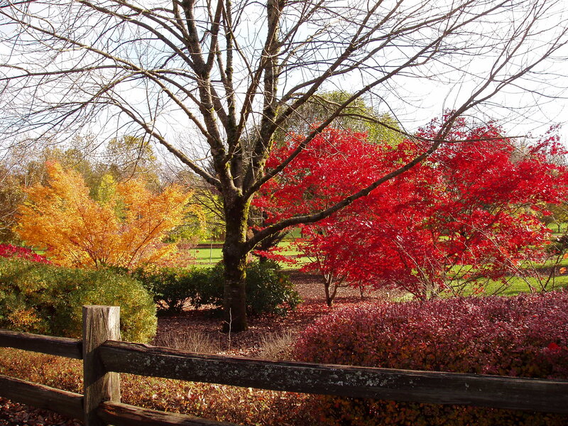 Autumn Trees in Garden — Red, Serene, Photograph, Wooden Fence