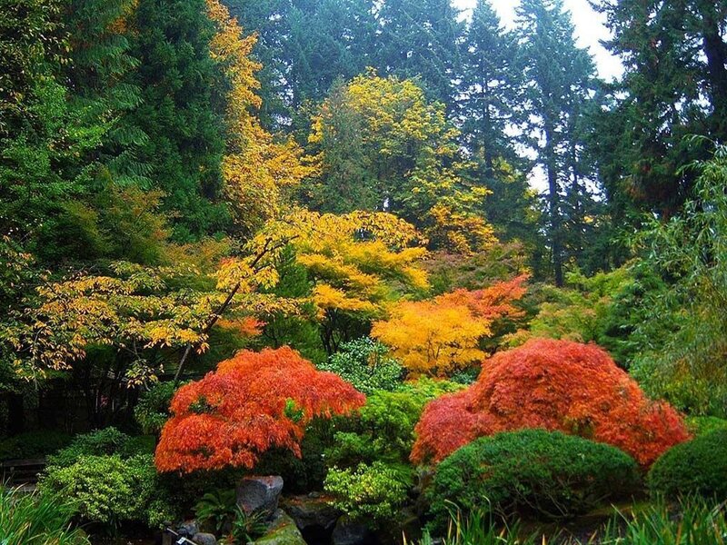 Autumn Trees in Garden — Red, Serene