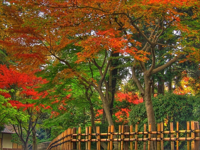 Autumn Trees in Garden — Red