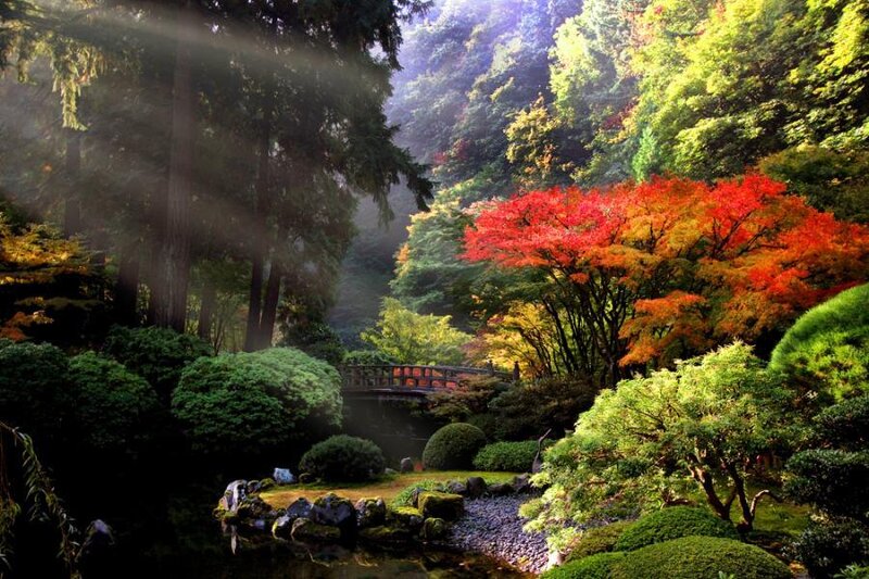 Autumn Trees in Garden
