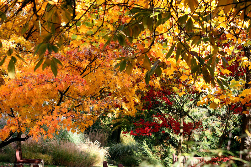 Autumn Trees in Garden — Yellow, Serene