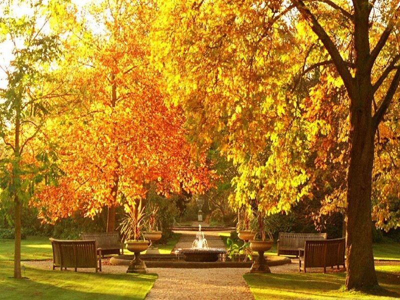 Autumn Trees in Garden — Yellow