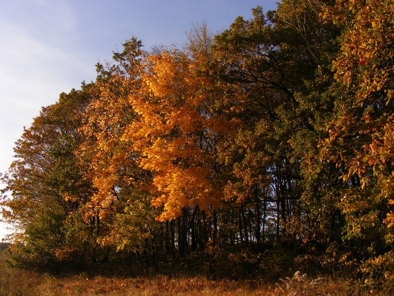 Autumn trees in golden light