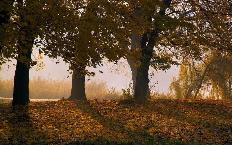 Autumn trees in golden light