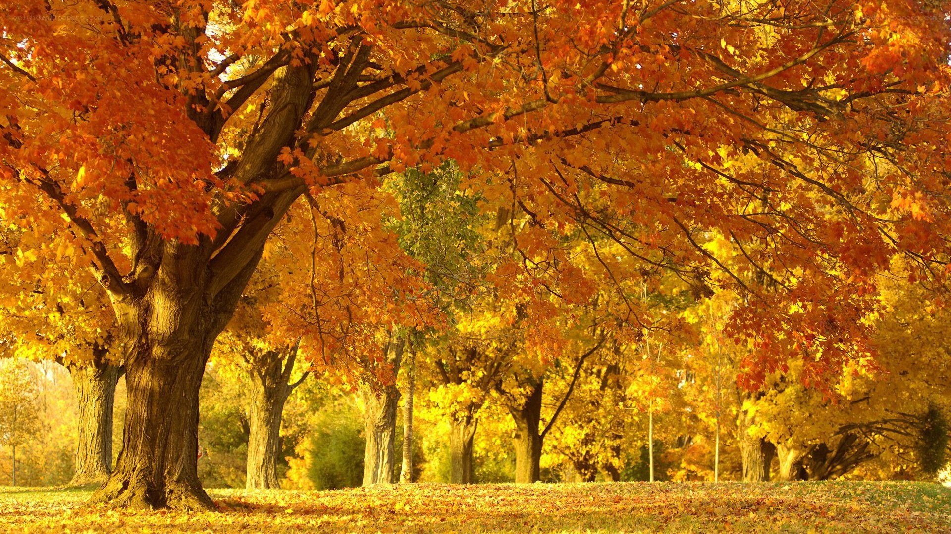 Autumn trees in golden light