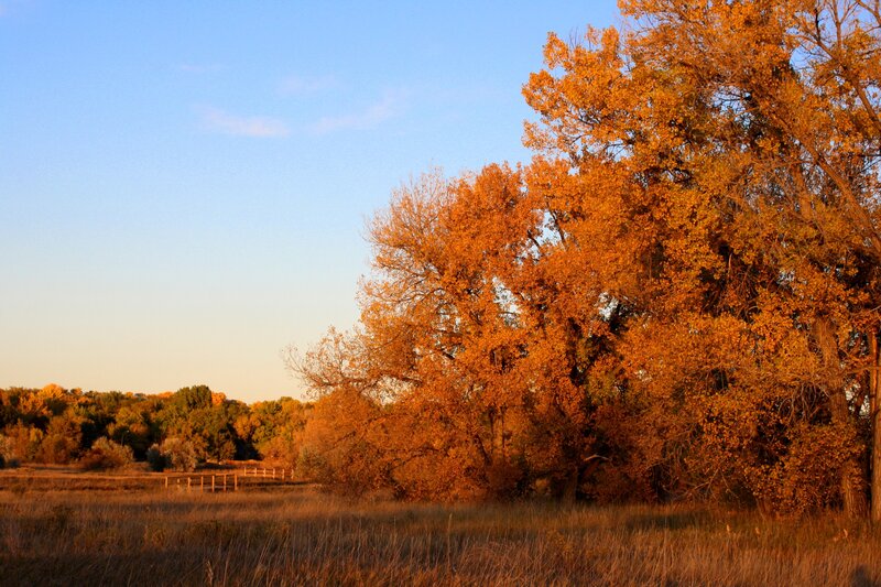 Autumn trees in golden light