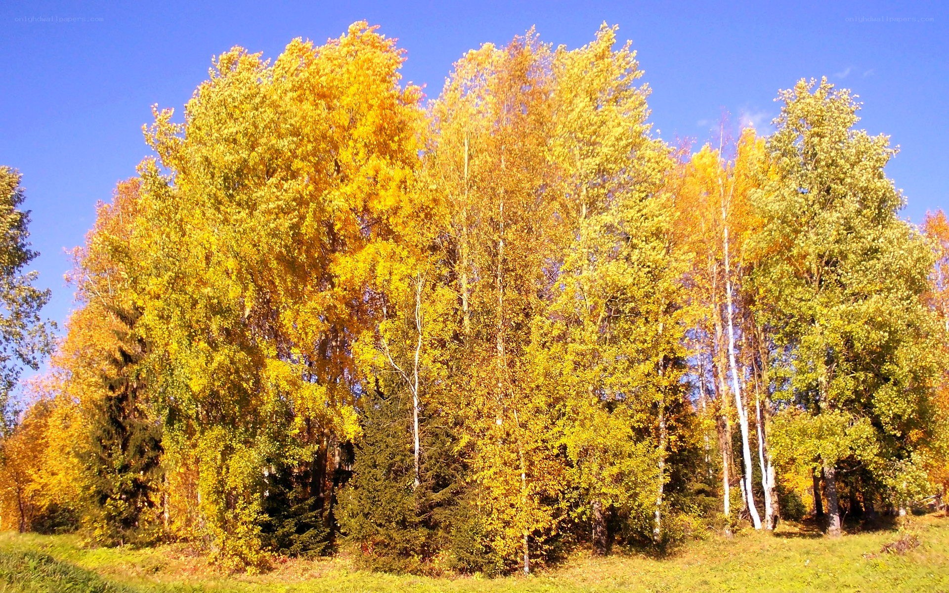 Autumn trees in golden light