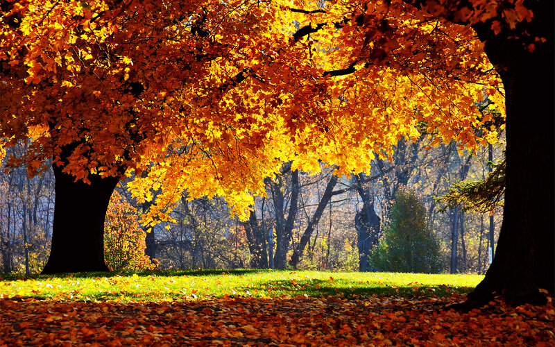 Autumn trees in golden light