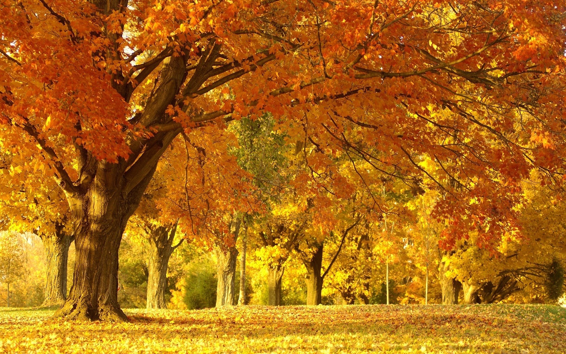 Autumn trees in golden light