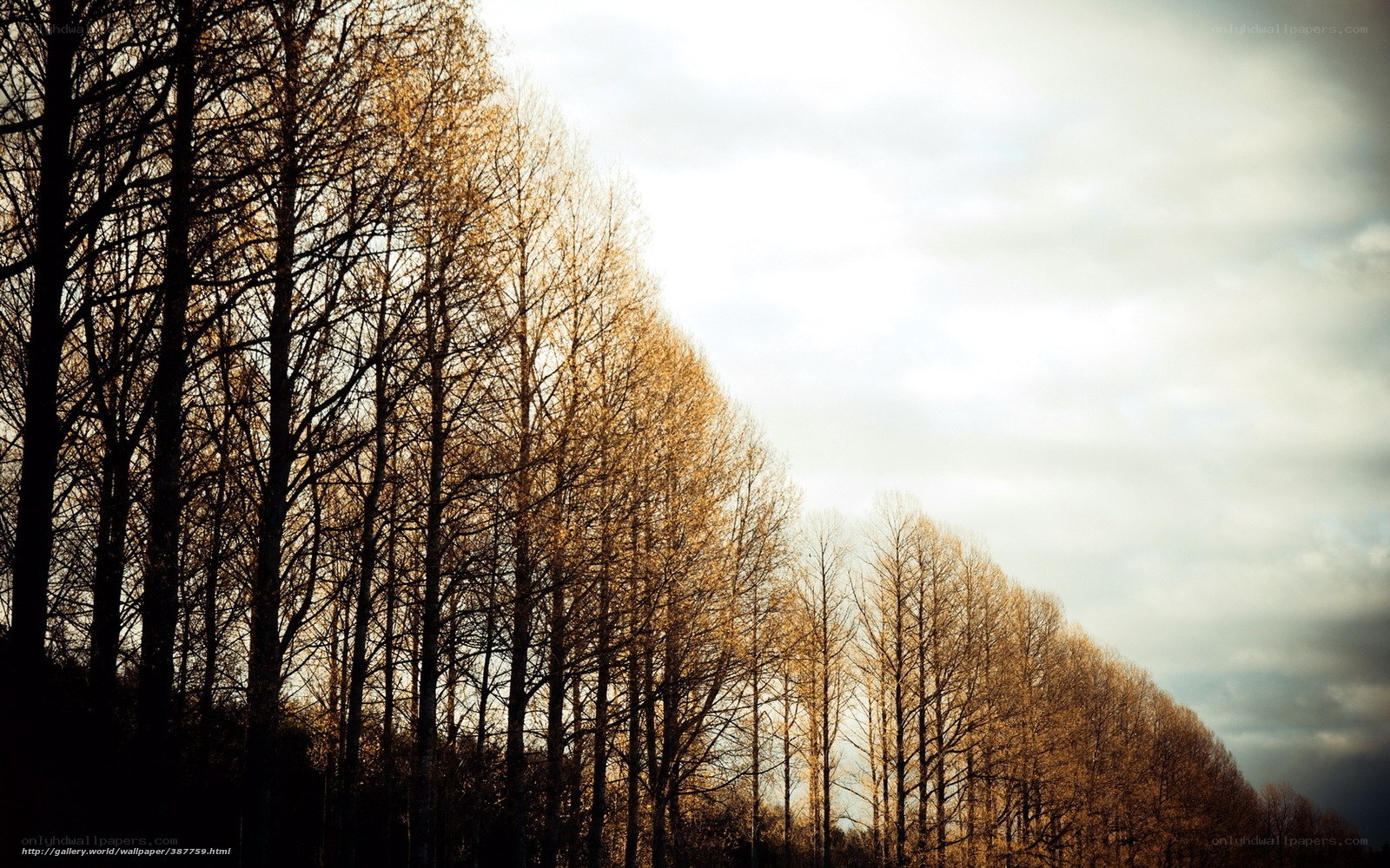 Autumn trees in golden light