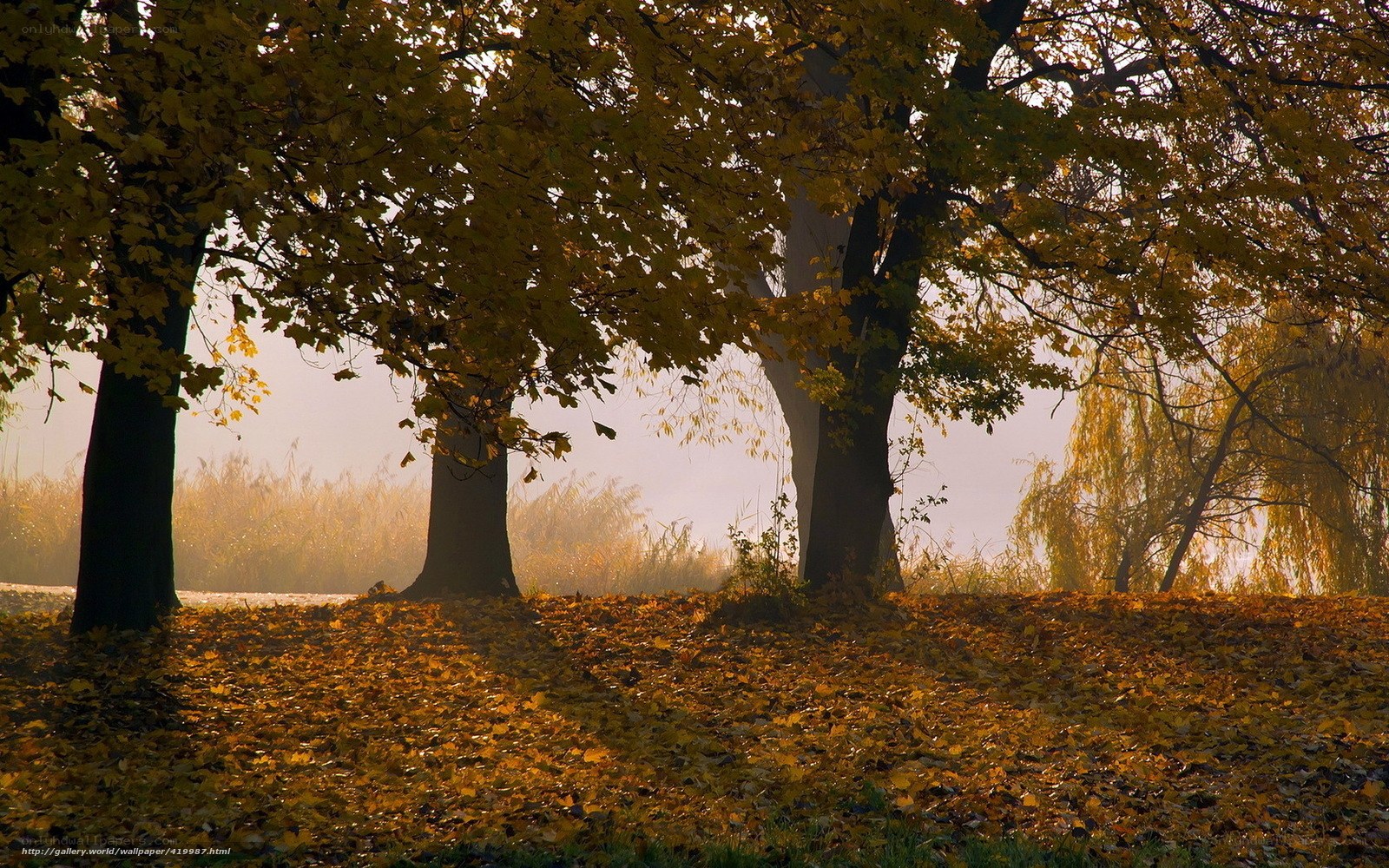 Autumn trees in golden light