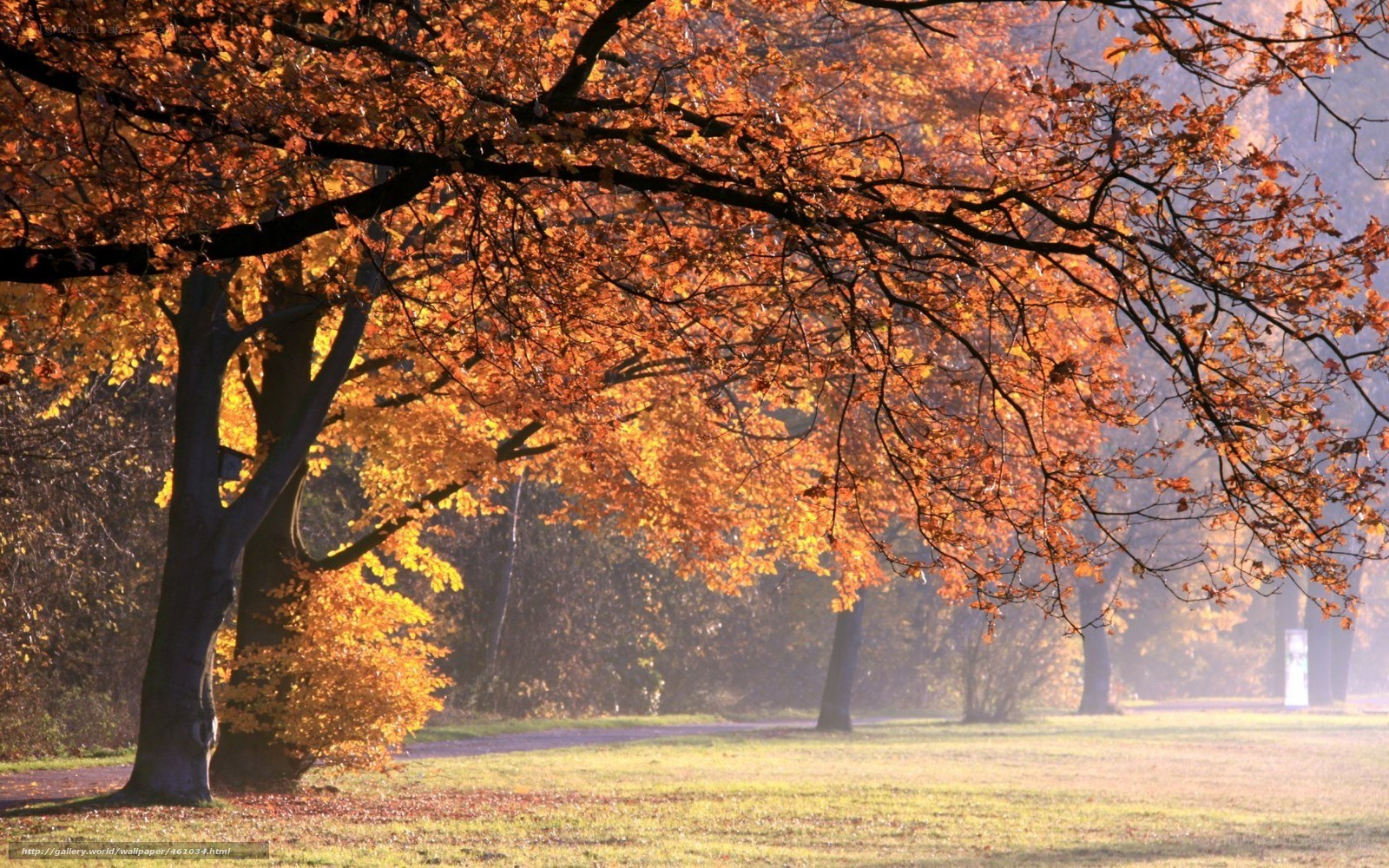 Autumn trees in golden light