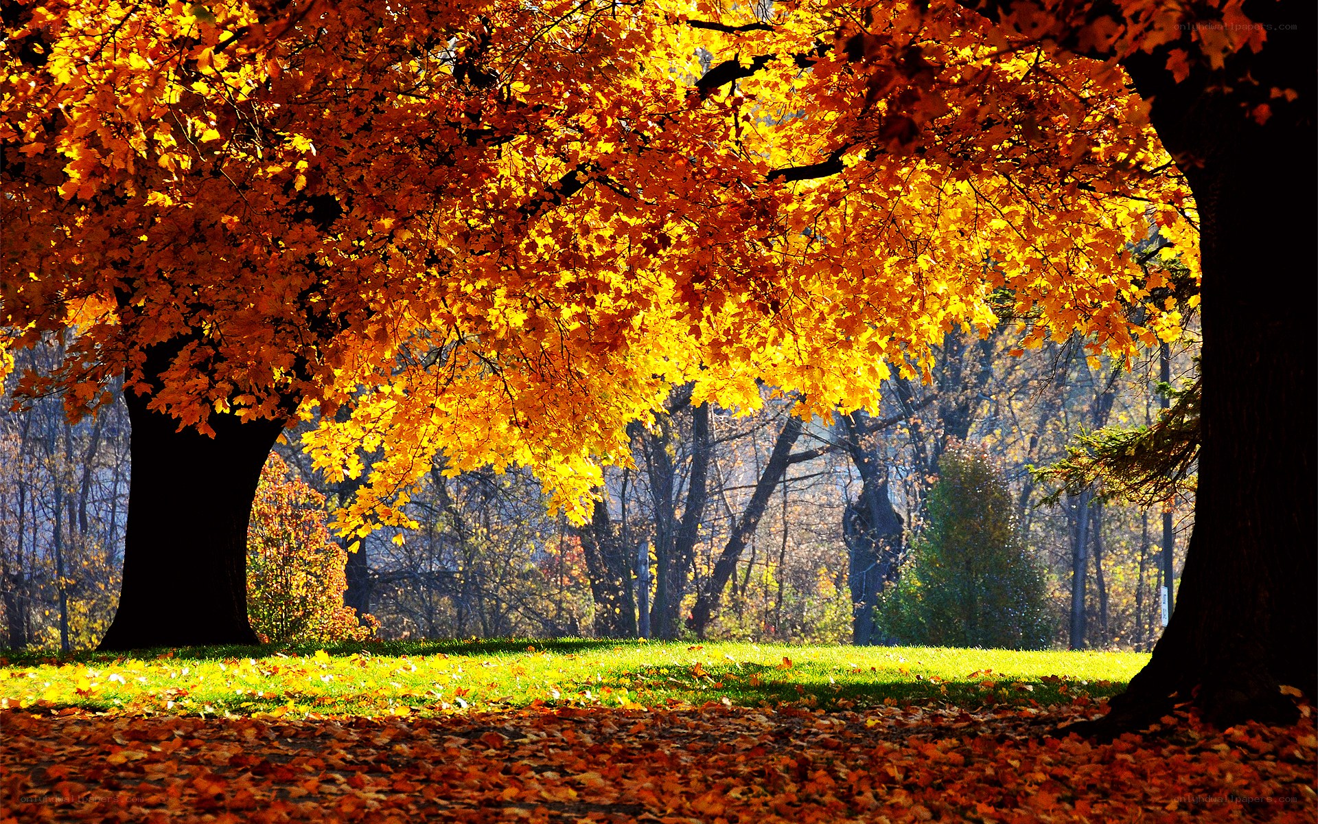 Autumn trees in golden light