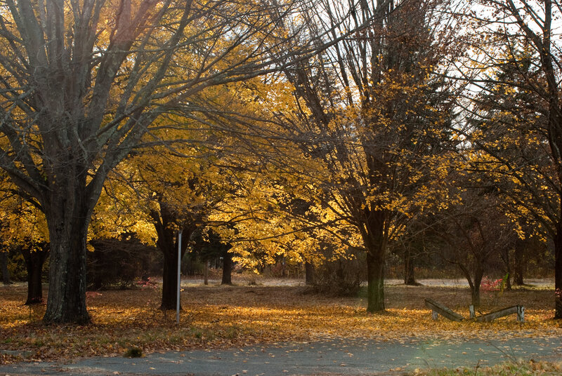 Autumn trees in golden light