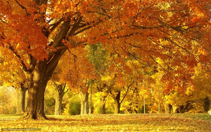 Autumn trees in golden light