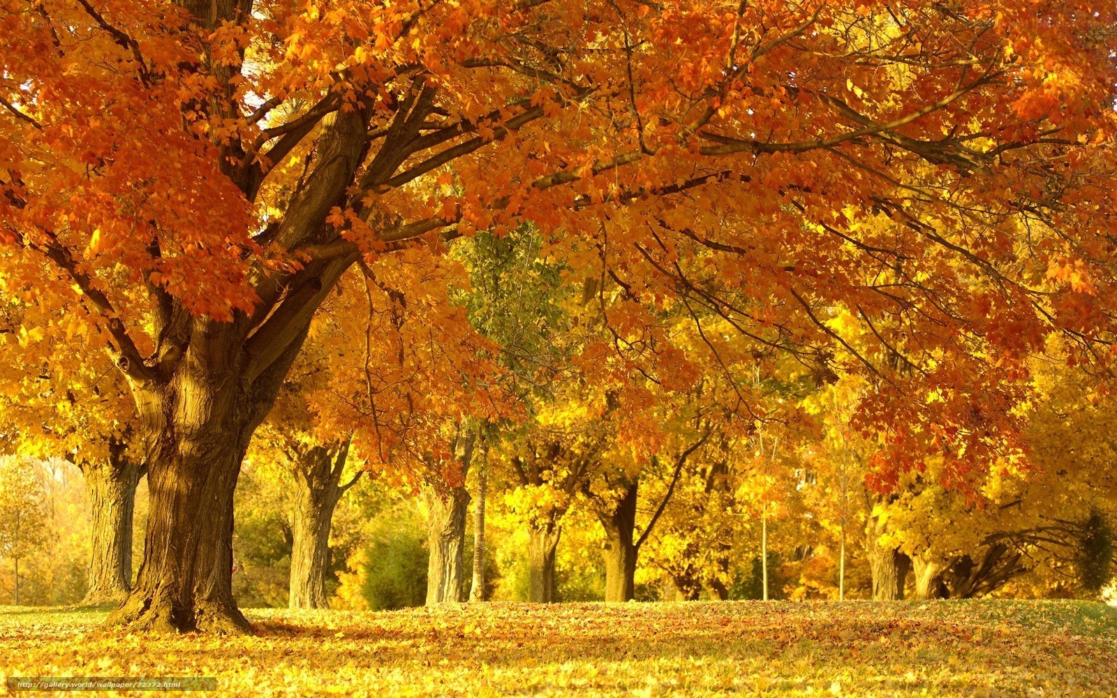 Autumn trees in golden light