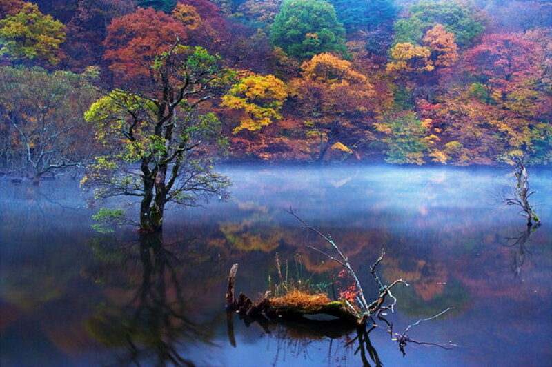 Autumn Trees in Lake — Blue
