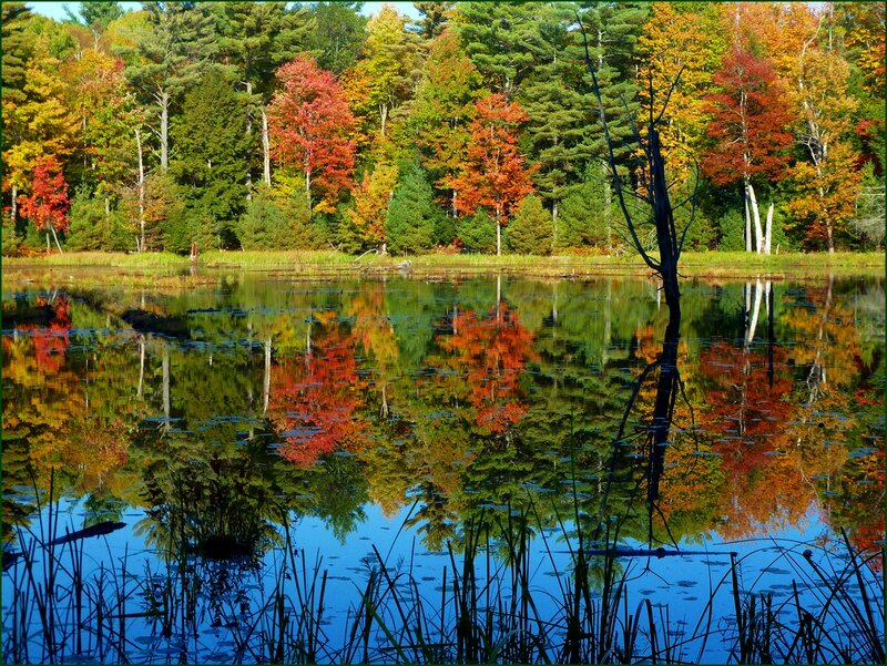 Autumn Trees in Lake