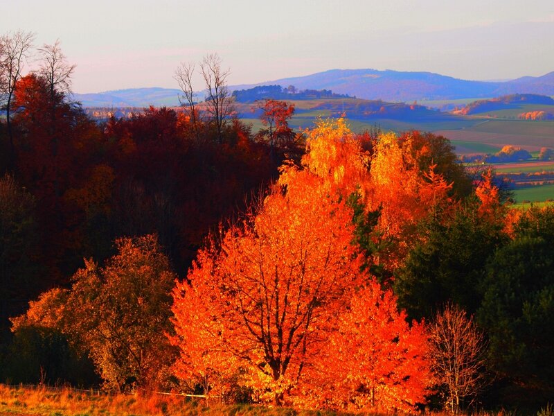 Autumn Trees in Landscape