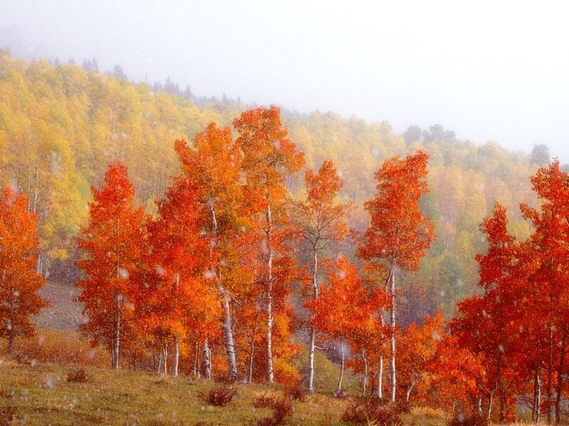Autumn trees in light snow