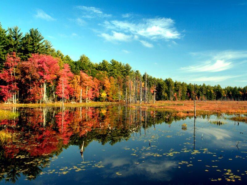 Autumn Trees in Marsh
