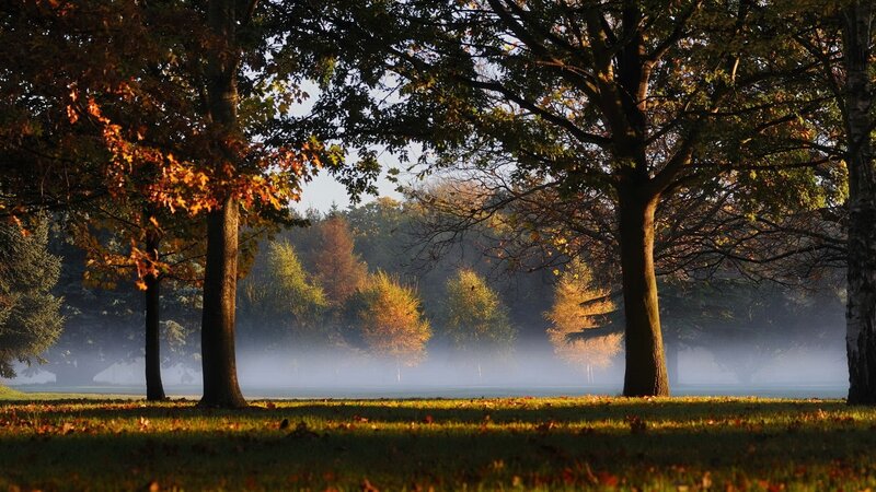 Autumn Trees in Mist