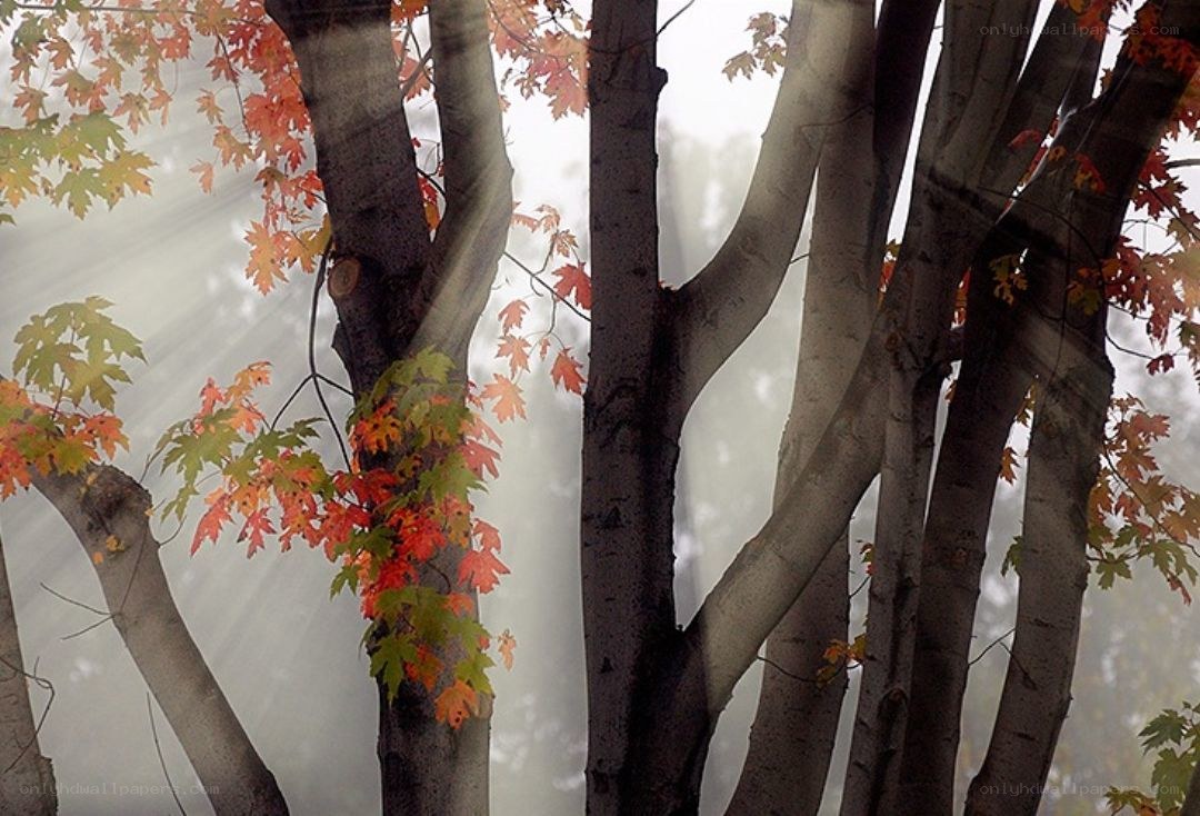 Autumn trees in misty light
