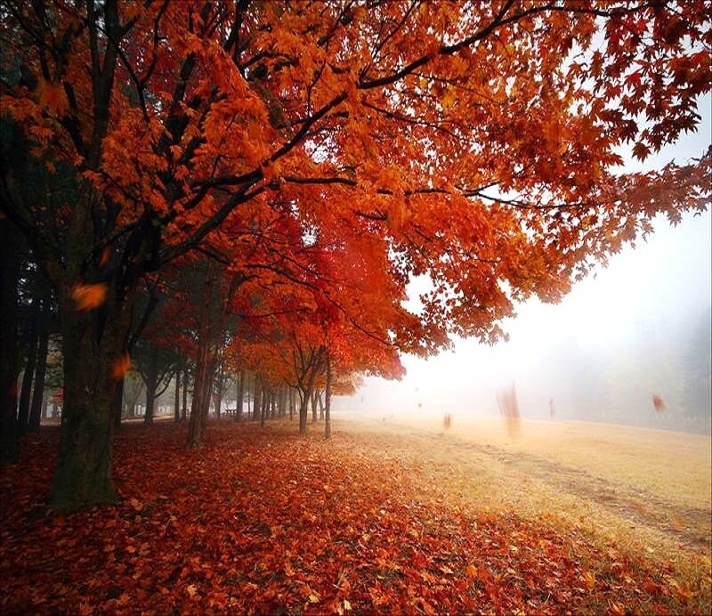Autumn trees in misty park