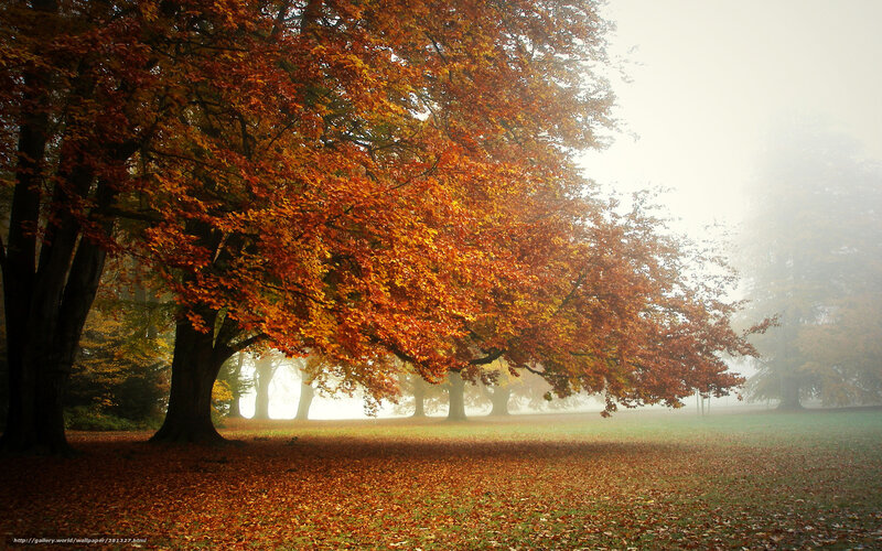 Autumn trees in misty park