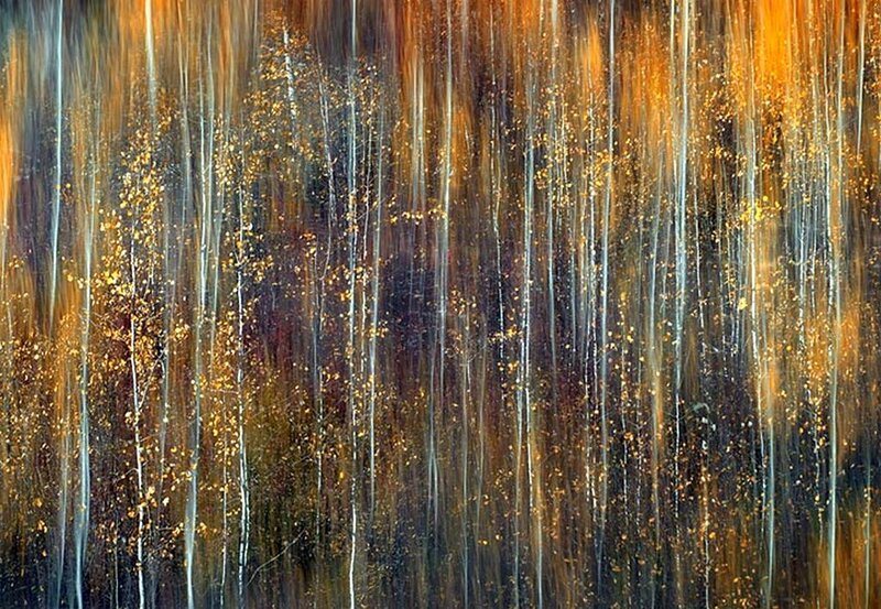 Autumn Trees in Motion