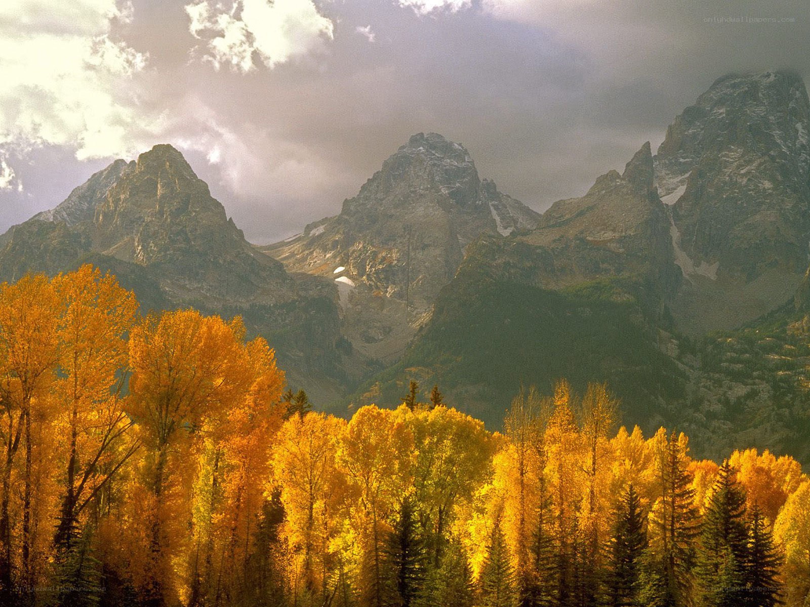 Autumn trees in mountain valley