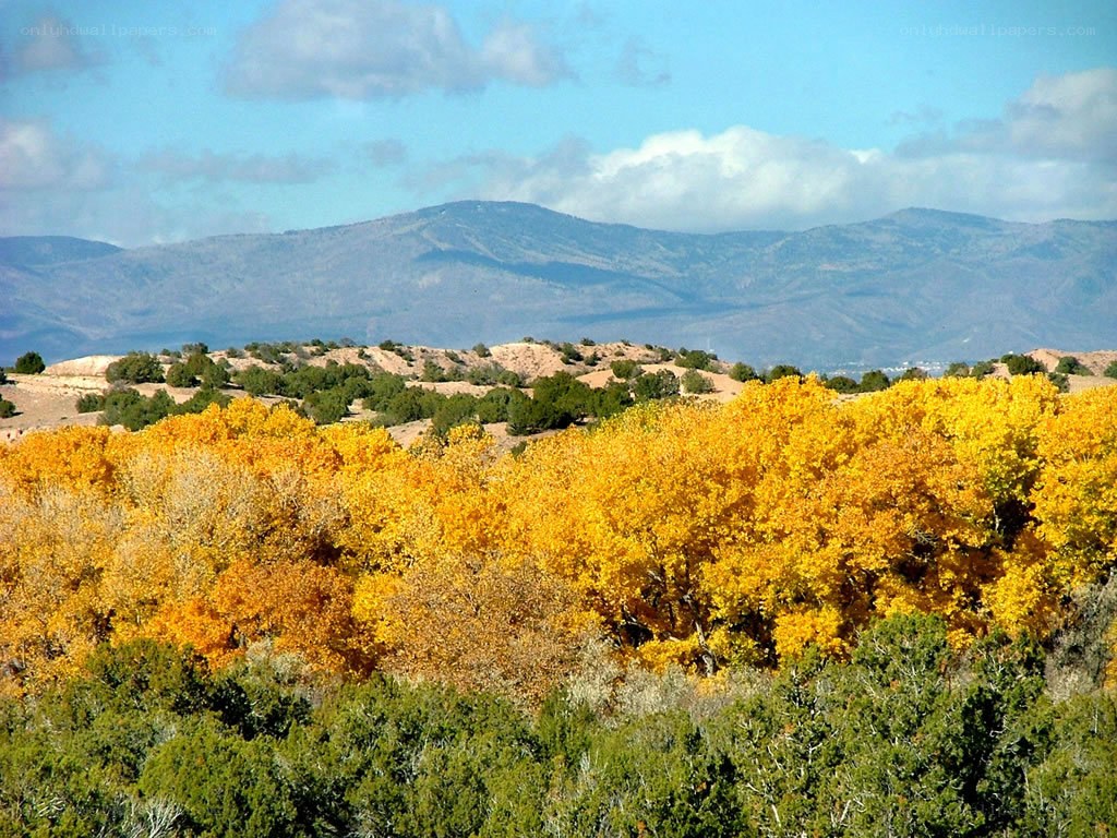 Autumn trees in mountain valley