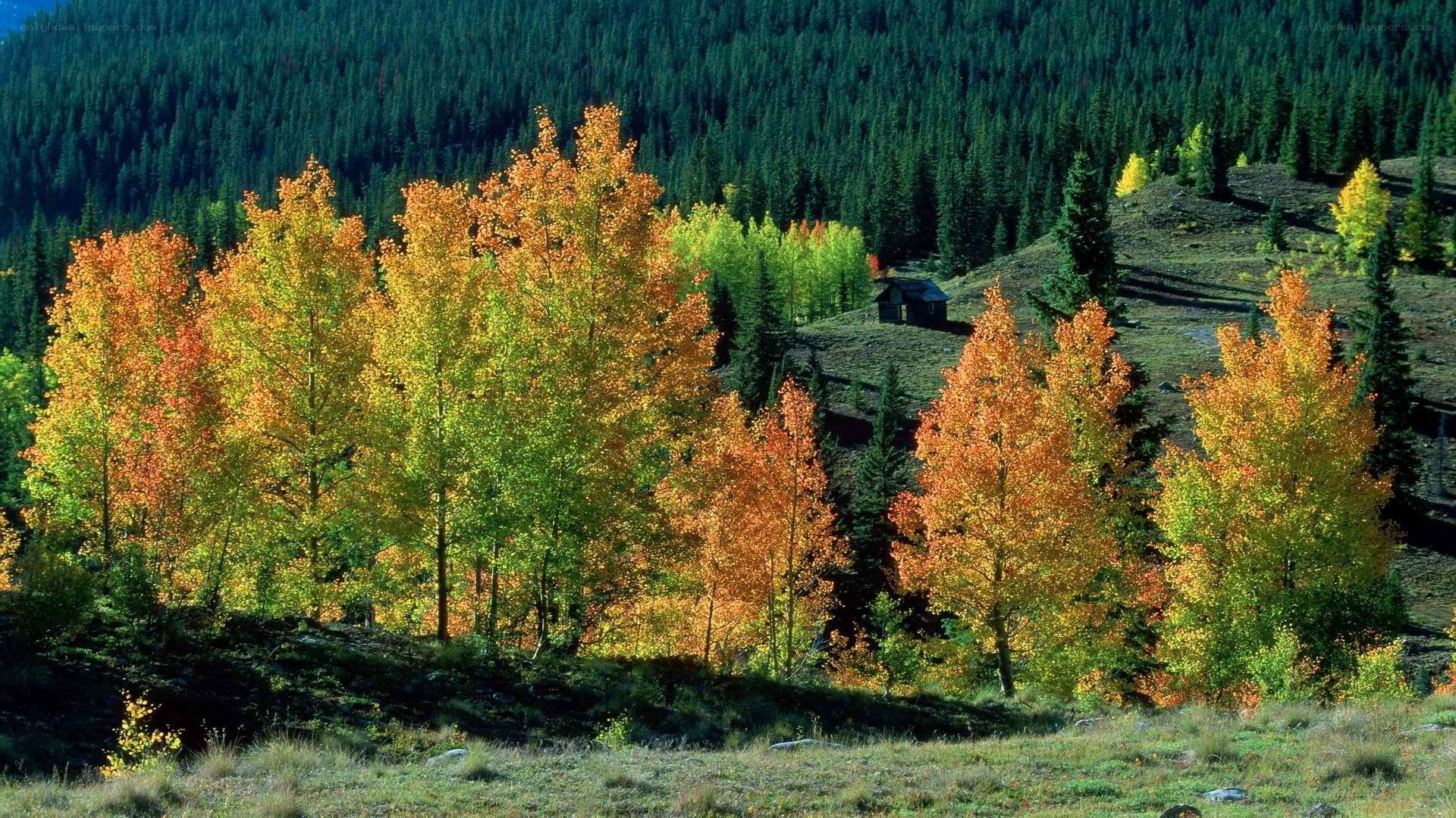 Autumn trees in mountain valley