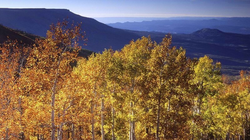 Autumn trees in mountain valley