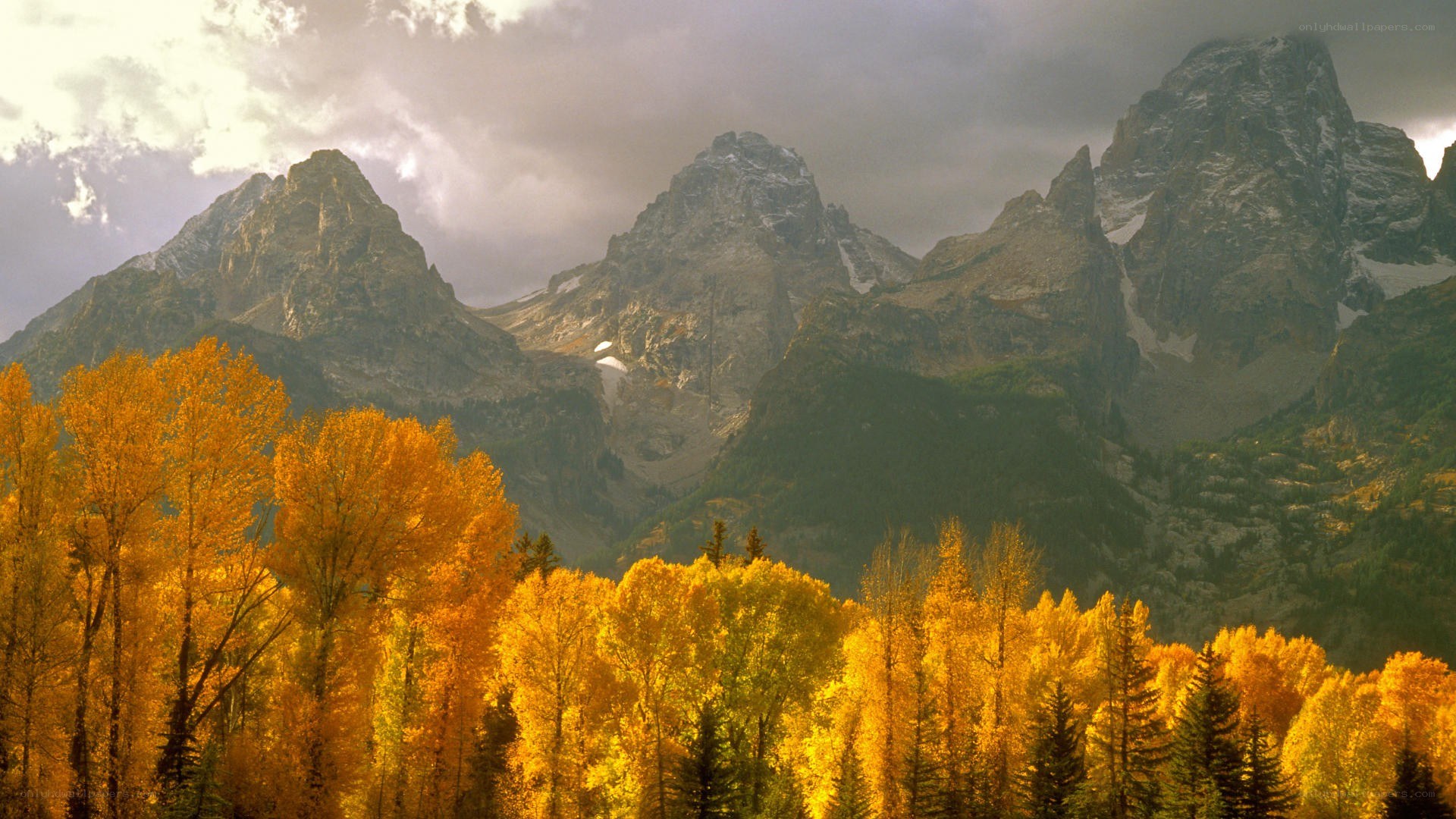 Autumn trees in mountain valley