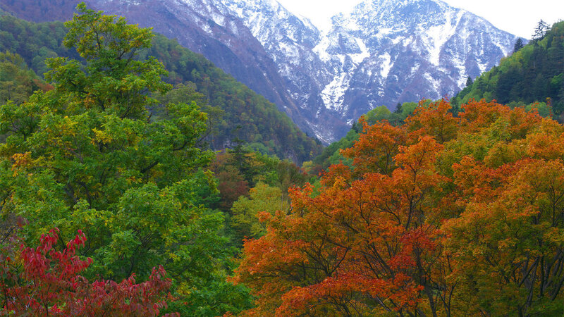 Autumn Trees in Mountain Valley — Orange
