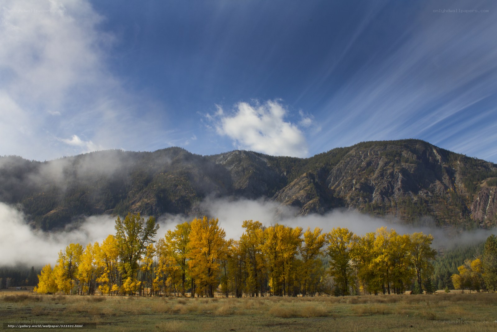 Autumn trees in mountain valley